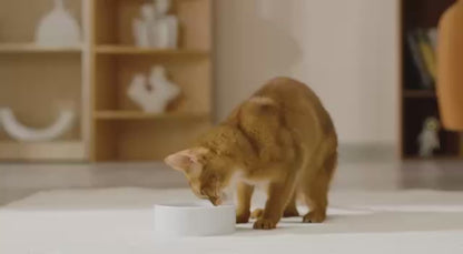 Fontaine à Eau Sans Fil pour Chat — Sans Filtre — Source Féline